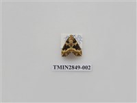 藏品(尺蛾567)的圖片